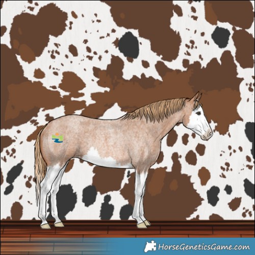 Horse Color:Red Roan Splash Rabicano 