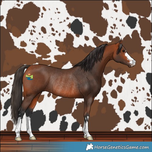 Horse Color:Bay Rabicano 