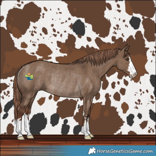 Horse Color:Liver Red Dun Rabicano 