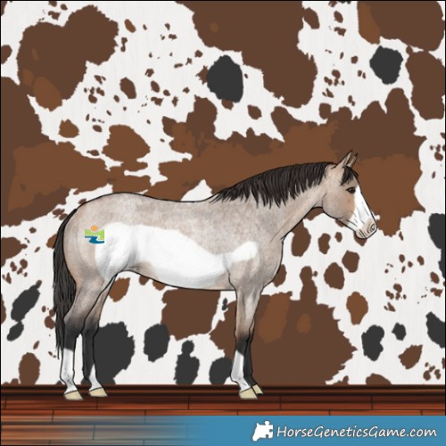 Horse Color:Bay Roan Dun Frame Rabicano 