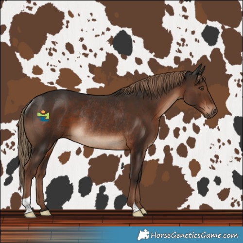 Horse Color:Liver Chestnut Rabicano 