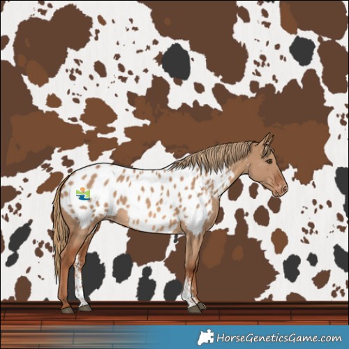 Horse Color:Red Dun Sabino Blanket 