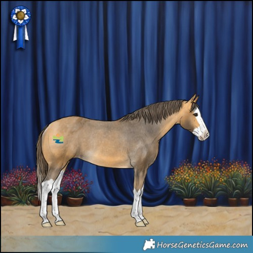 Horse Color:Buckskin Splash Appaloosa Rabicano 