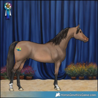 Horse Color:Brown Dun Rabicano