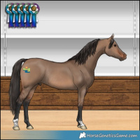 Horse Color:Brown Dun Rabicano