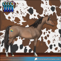 Horse Color:Brown Dun Rabicano