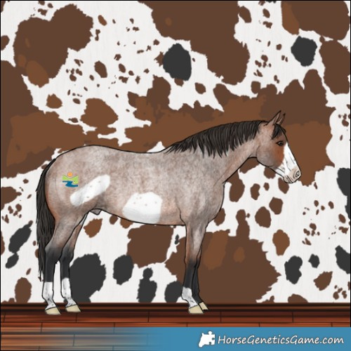 Horse Color:Bay Roan Frame Rabicano 