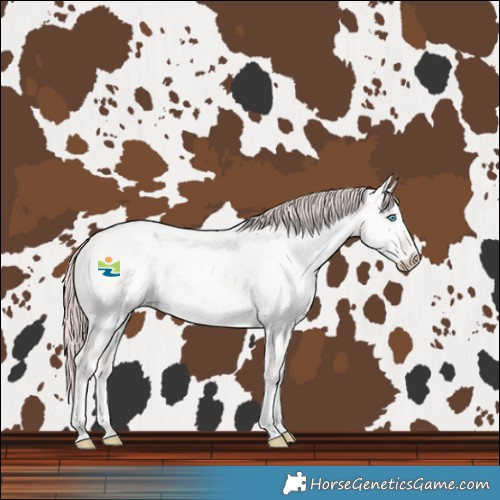 Horse Color:White Spotted Perlino Dun Rabicano 