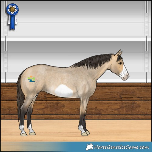 Horse Color:Buckskin Roan Dun Frame Rabicano 