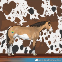 Horse Color:White Spotted Buckskin Frame 