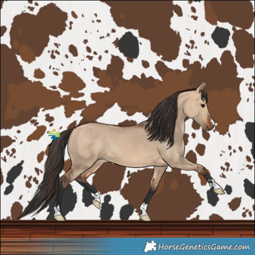 Horse Color:Bay Dun Rabicano 