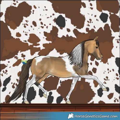 Horse Color:Buckskin Tobiano 