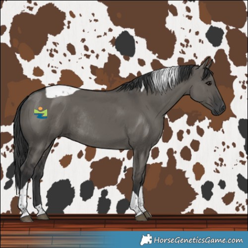 Horse Color:Grullo Tobiano Rabicano 