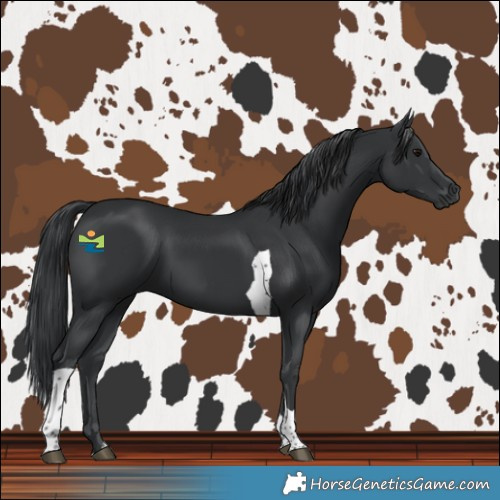 Horse Color:Black Tobiano 