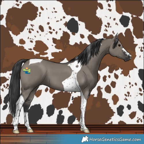 Horse Color:Grullo Tobiano 