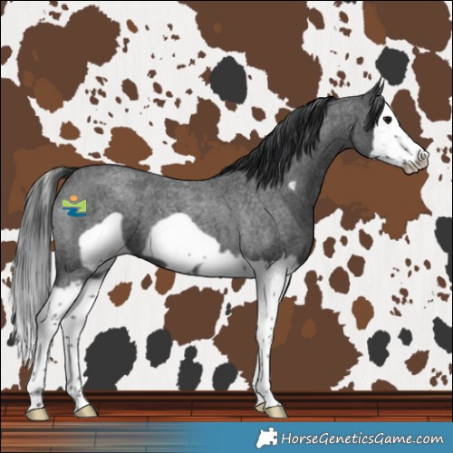 Horse Color:Blue Roan Splash Frame 
