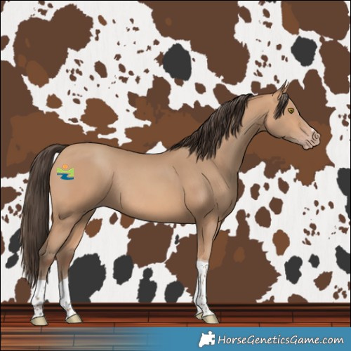 Horse Color:Amber Champagne Tobiano Rabicano 