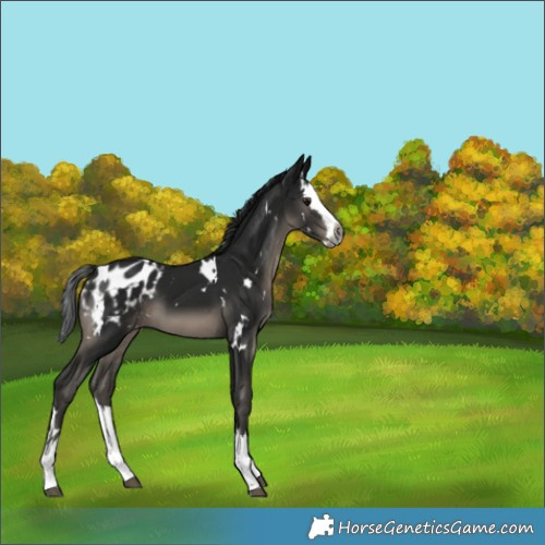 Horse Color:Gray White Spotted Smoky Black Splash Appaloosa 