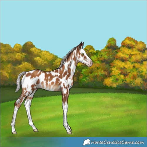 Horse Color:Gray White Spotted Silver Classic Champagne Splash Appaloosa