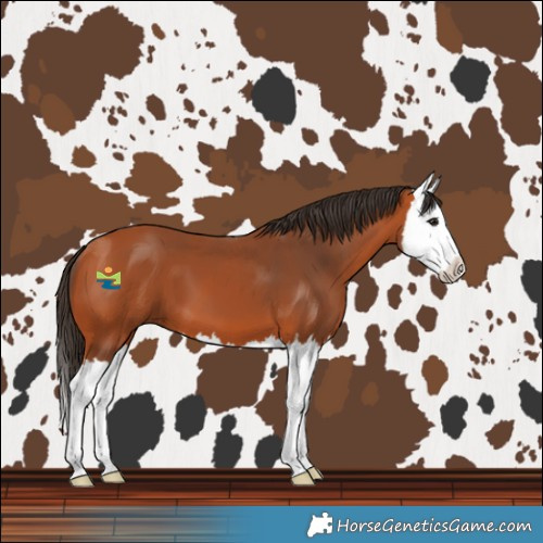 Horse Color:Bay Splash 