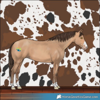 Horse Color:Amber Champagne 