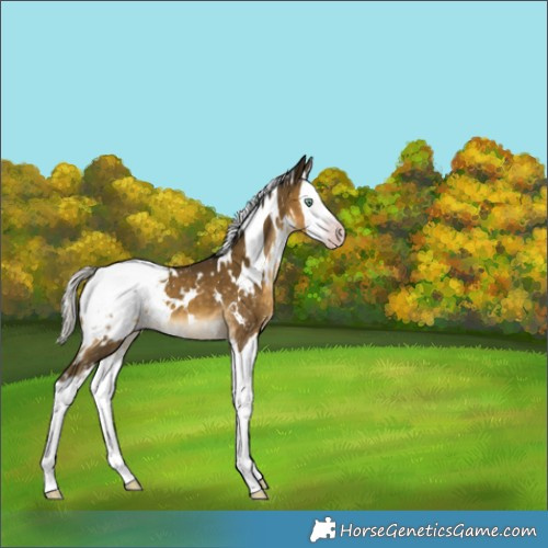Horse Color:Gray White Spotted Silver Sable Cream Champagne Splash Appaloosa