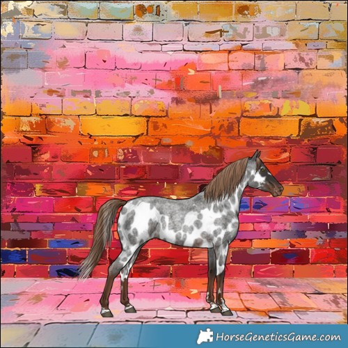 Horse Color:Liver Red Roan Skewed Appaloosa 