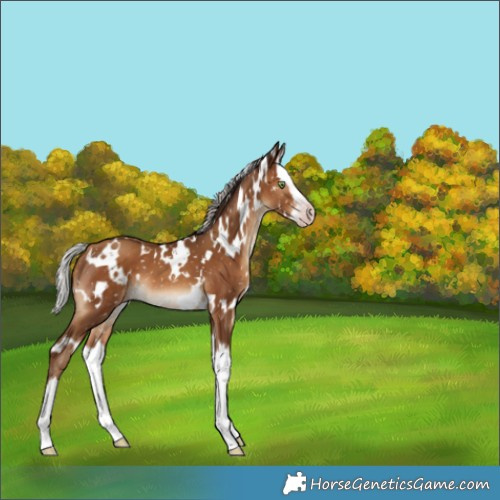 Horse Color:Gray White Spotted Silver Sable Champagne Splash Appaloosa 