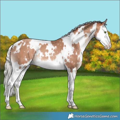 Horse Color:White Spotted Silver Sable Champagne Splash Appaloosa 