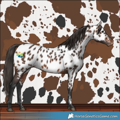 Horse Color:Brown Near Leopard 