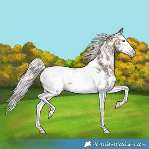 Horse Color:Silver Black Sabino Splash Snowcap 