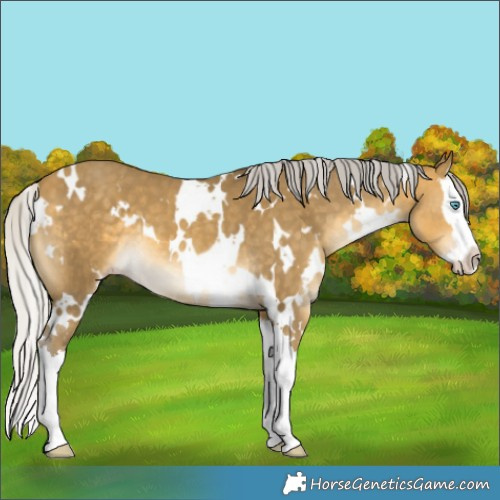 Horse Color:White Spotted Silver Sable Cream Champagne Splash 