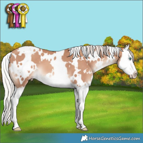 Horse Color:White Spotted Silver Sable Champagne Splash 