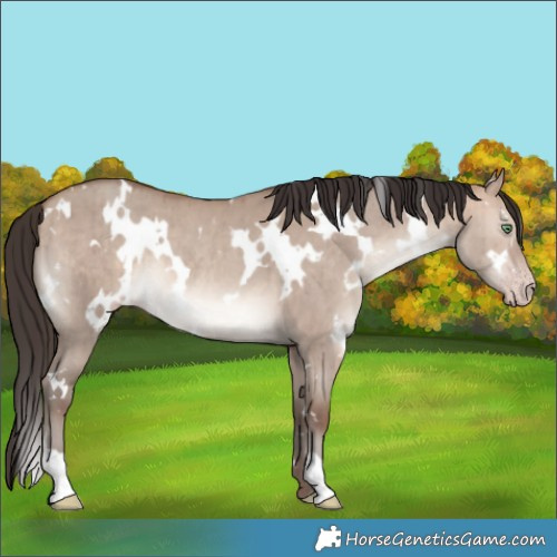 Horse Color:White Spotted Sable Champagne Dun Brindle 