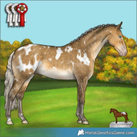 Horse Color:Gray White Spotted Silver Sable Cream Champagne Dun Appaloosa Brindle 