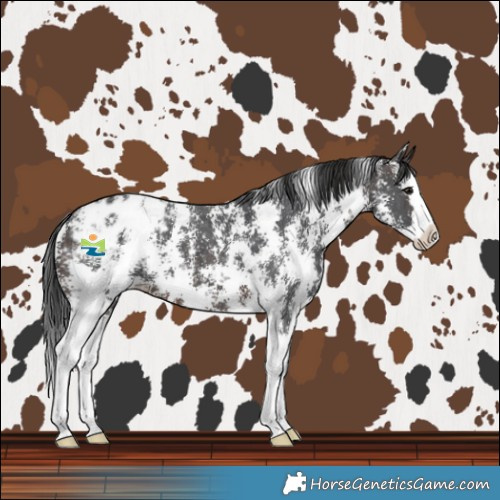 Horse Color:Brown Sabino Splash Blanket 