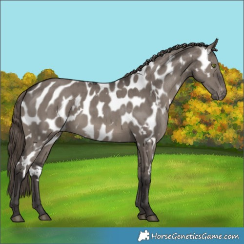 Horse Color:White Spotted Smoky Grullo Appaloosa Brindle 