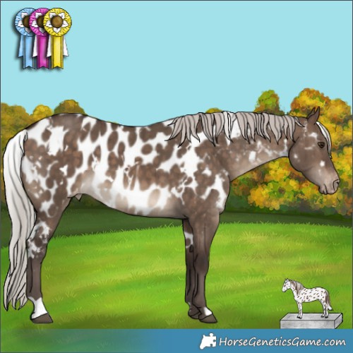 Horse Color:White Spotted Silver Brown Dun Appaloosa Brindle 