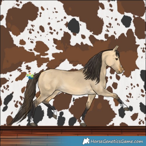 Horse Color:Buckskin Dun 