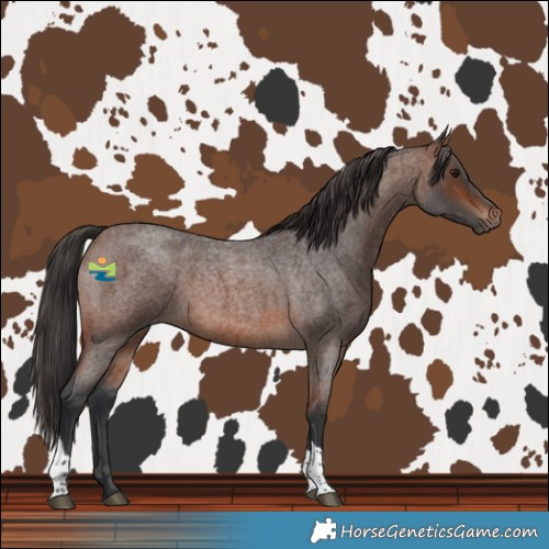 Horse Color:Brown Roan Tobiano 