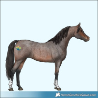 Horse Color:Brown Roan Tobiano 
