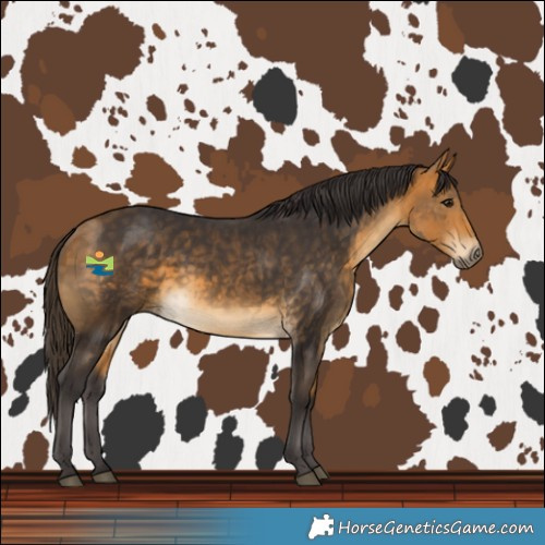 Horse Color:Buckskin 