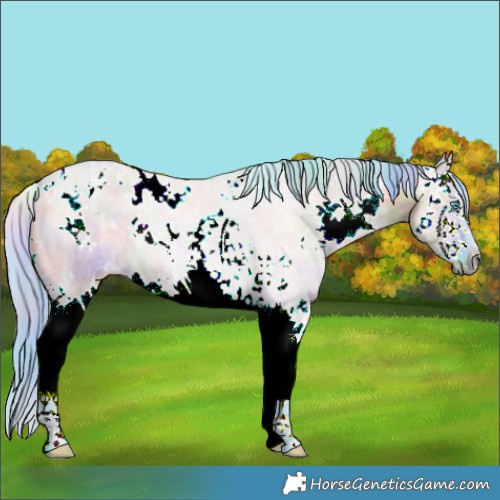 Horse Color:Nacre Watercolor White Spotted Grullo Ice Splash 