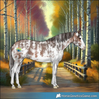 Horse Color:Bay Sabino Splash Appaloosa