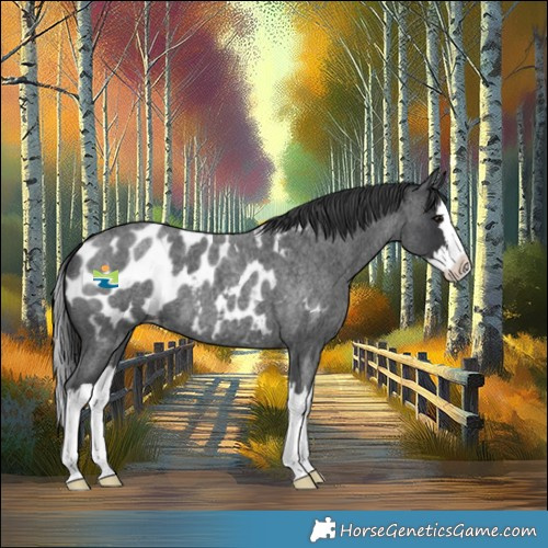 Horse Color:Blue Roan Splash Appaloosa 
