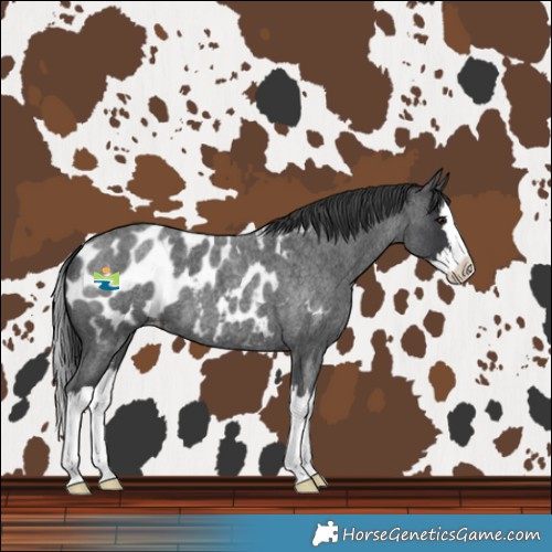 Horse Color:Blue Roan Splash Near Leopard 