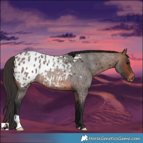 Horse Color:Brown Roan Appaloosa Rabicano