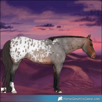 Horse Color:Brown Roan Appaloosa Rabicano 