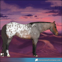 Horse Color:Brown Roan Blanket Rabicano