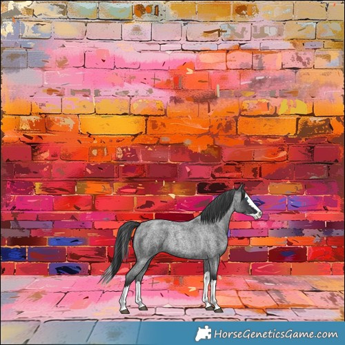 Horse Color:Blue Roan Splash 